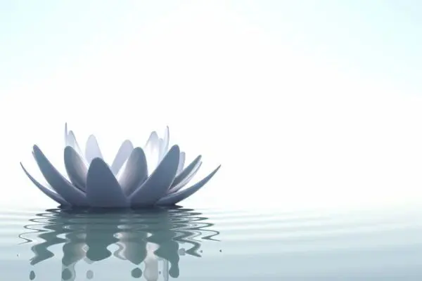 A white flower floating on top of water.